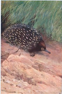 Piikkimuurahaissyöjä, kuvitus teoksesta Wildlife of the World, n. 1910. tekijältä Wilhelm Kuhnert