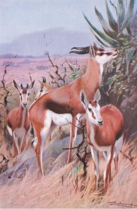 Springbok, kuvitus teoksesta Wildlife of the World, n. 1910 tekijältä Wilhelm Kuhnert