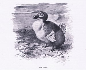 Dodo, kuvitus teoksesta Maailman eläimistö, n. 1910. tekijältä Wilhelm Kuhnert