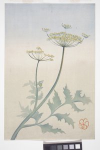 Kuningatar Annen pitsi, n. 1908 (värillinen puupainatus) tekijältä Wilhelmina Seegmiller