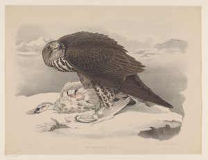 Gyrfalcon ja ptarmigan Le gerfaut sors (otsikko esineessä) tekijältä Willem Bastiaan van Wouw