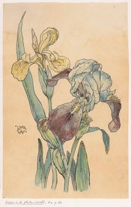 Iiris