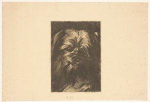 Koira Phoebus tekijältä Willem Arnoldus Witsen