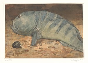 Sivukuva kalasta tekijältä Willem Arnoldus Witsen