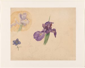 Iris- ja larkspur-tutkimukset