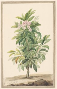 Smalbladige-lepelboom maisemassa (Kalmia Angustifolia)