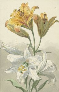 Keltaisia ​​ja valkoisia liljoja. Noin 1780