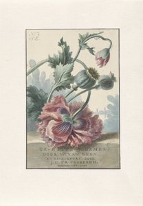 unikot Otsikkopainatus: W. van Leen ja J.C. & JOO. Coebergh, Etched Flowers, 1804