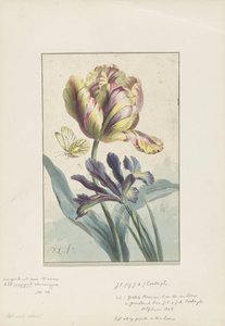 Tulppaani ja iiris tekijältä Willem van Leen