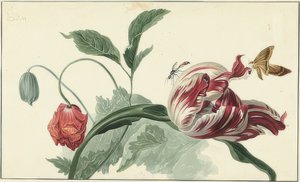Tulppaani ja unikko