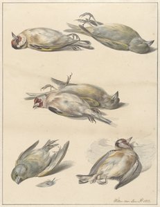 Kuusi kuollutta lintua