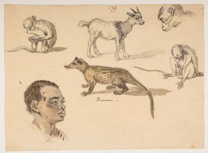 f.65 179 Miehen pää, pesukarhu, vuohi ja apinat, albumista, jossa on 372 piirustusta maisemista, rannikoista, pukuista ja arjesta Lord Macartneyn Kiinan keisarin suurlähetystön aikana vuosina 1792–1794 (kynä ja akvarelli paperille) tekijältä William Alexander