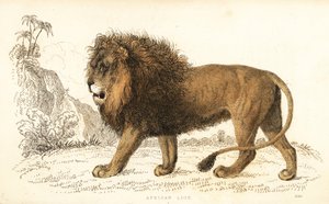 Afrikkalainen leijona, Panthera leo. Haavoittuvainen. ,1834 (kaiverrus)