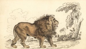 Aasian leijona, uhanalainen, Panthera leo leo. ,1834 (kaiverrus)