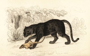 Musta jaguaari, Fanthera pardus., 1834 (kaiverrus)