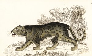 Pilvinen leopardi, Neofelis nebulosa., 1834 (kaiverrus)