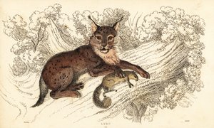 Euraasianilves, Lynx lynx., 1834 (kaiverrus)