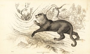Jaguarandi, puma kunnioittaa., 1834 (Ngaraving) tekijältä William Alexander Forbes