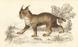 Viidakkokissa, Felis chaus. ,1834 (kaiverrus)