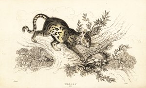 Margay, Leopardus wiedii., 1834 (kaiverrus) tekijältä William Alexander Forbes