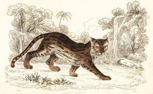 Margay, Leopardus wiedii catenata. , 1834 (kaiverrus) tekijältä William Alexander Forbes