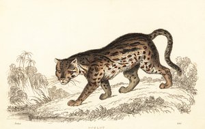 Ocelot, Leopardus pardalis., 1834 (kaiverrus)