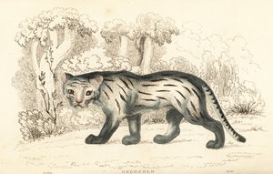 Pampas-kissa tai pantanal, Leopardus colocola. ,1834 (kaiverrus)