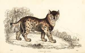 Siperianilves, Lynx lynx wrangeli (Felis lynx), 1834 (kaiverrus)
