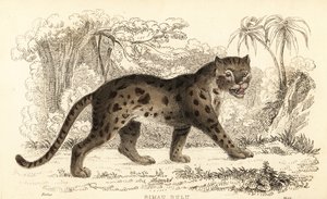 Sunda leopardikissa, Prionailurus bengalensis subsp. sumatranus. ,1834 (kaiverrus)