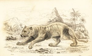 Valkoinen tiikeri, Panthera tigris tigris. Uhanalainen. ,1834 (kaiverrus) tekijältä William Alexander Forbes