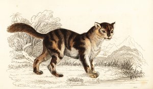 Villi kilpikonnankuorikissa Etelä-Amerikasta, Felis catus. ,1834 (kaiverrus)