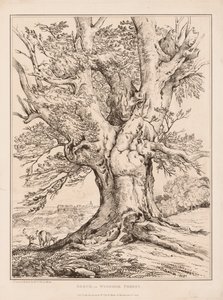 Pyökki Windsorin metsässä, 1805. tekijältä William Alfred Delamotte