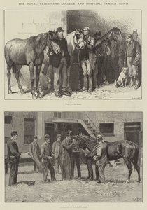 Royal Veterinary College ja sairaala, Camden Town
