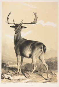Kuusipeura