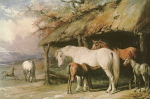 Tammat ja varsat, 1800-luku