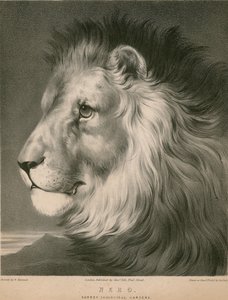 Nero leijona, Surrey Zoological Gardens, Lontoo