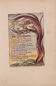 Viattomuuden ja kokemuksen lauluja, levy 20, Kukka (Bentley 11) tekijältä William Blake