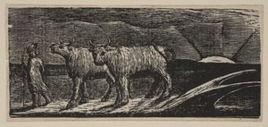 Unyokd Heifers, Loitering Homeward, kirjasta Thorntons Pastorals of Vergil, 1821. tekijältä William Blake