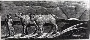 Unyoked Hifers Lootering Homeward, kuvitus tohtori Thorntonin "The Pastorals of Vergil" tekijältä William Blake