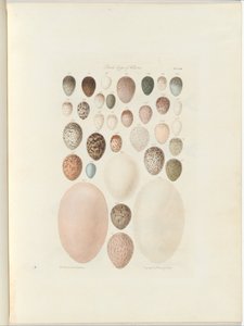 Victorian linnunmunat. William Blandowskin julkaisematon folio Australia Terra Cognita. 1855-56 tekijältä William Blandowski