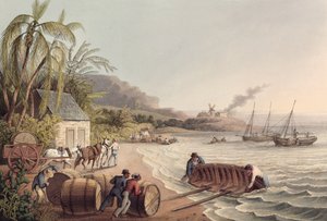 Ladataan rommi- ja sokeritynnyreitä, Antigua