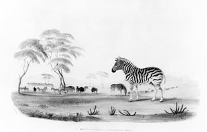 Equus burchelli eli Burchellin seepra, Frank Howardin kaiverruksesta "Muotokuvat riistasta ja Etelä-Afrikan villieläimistä", 1840