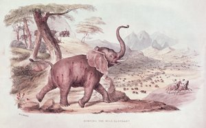 Hunting the Wild Elephant, kuvitus W.C.n teoksesta "Wild Sports of South Africa" Harris, 1841