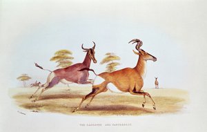 The Sassaybe and the Hartebeest, kuvitus teoksesta "Wild Sports of South Africa", W.C. Harris, 1841