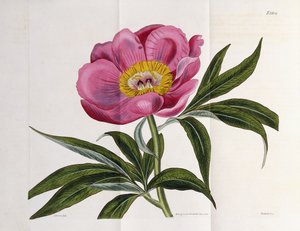 Kuvitus, numero 2264, "The Botanical Magazine", 1787-1826