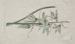 Kasvitieteellinen aikakauslehti tai kukkapuutarha Näytetään: Betlehemin tähti, 1794.