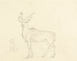 Koodoo tekijältä William Daniell