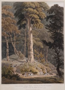 Näkymä suurelle puulle, Prince of Wales Island tekijältä William Daniell