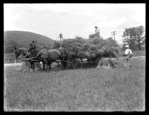 Kaksi miestä lastaamassa vehnälyhteitä hevoskärryihin, luultavasti McCready Farm, Crawford County, Pennsylvania, n. 1913 tekijältä William Davis Hassler