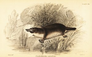 Platypus, Ornithorhynchus anatinus., 1841 (kaiverrus)